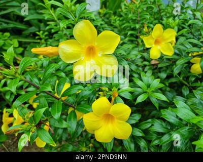 Fiori gialli colorati di Allamanda, allamanda comune, tromba d'oro, vite tromba d'oro, campana gialla (Allamanda Cathartica) Foto Stock