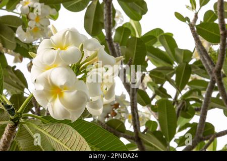 Fiore o piumeria fiore Bouquet su ramo, Plumeria è petalo bianco e giallo e fioritura è bellezza Foto Stock