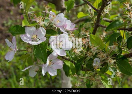 Apple fiorisce in primavera Foto Stock