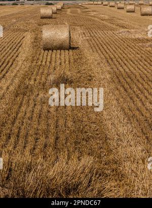 Pile di paglia - balle di fieno e laminati in pile a sinistra dopo la mietitura del grano orecchie, azienda agricola campo con colture raccolte rurale. Foto Stock