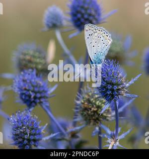 Fiore spiky. Fiori di cardo blu, Eryngium planum, eryngo blu. Cardi selvatiche viola fiorite. Farfalla blu su un fiore blu pungente. Foto Stock