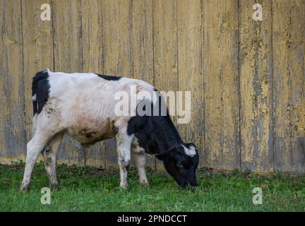 vitelli da pascolo. Mucca su pascolo. Bel vitello bianco e nero mangia erba nel prato. Foto Stock