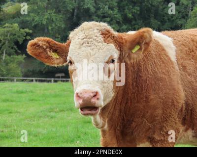 chiusura di un ritratto di una mucca bruna e bianca Foto Stock
