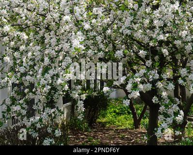 Profuse albero di mela fiorente con un sacco di fiori bianchi freschi e delicati in un giardino con petali caduti sul terreno in primavera Foto Stock
