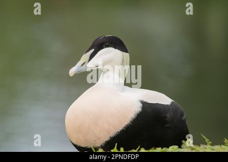 Anatra comune, Somateria mollissima, su un lago a Llanelli Wetlands, Galles, Regno Unito Foto Stock