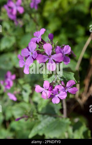 Lunaria viola onestà fiori in primavera Foto Stock