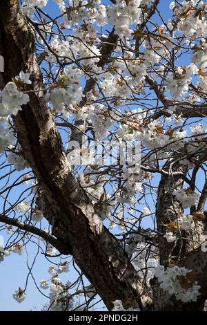 Fiore di ciliegio bianco, West Princes Street, Helensburgh, Argyll e Bute, Scozia Foto Stock