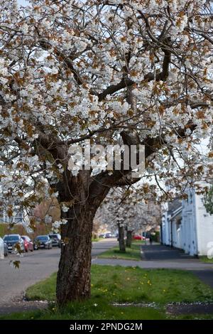 Fiore di ciliegio bianco, West Princes Street, Helensburgh, Argyll e Bute, Scozia Foto Stock