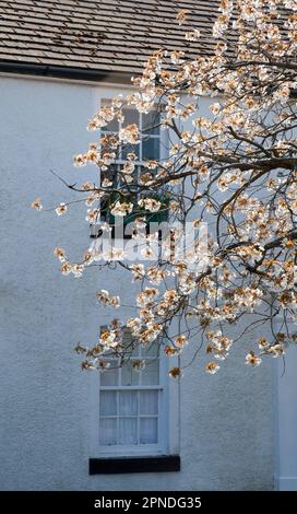 Fiore di ciliegio bianco, West Princes Street, Helensburgh, Argyll e Bute, Scozia Foto Stock