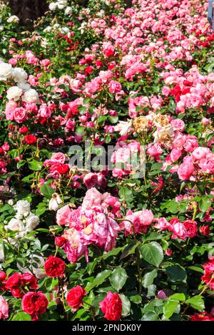 Belle rose sul letto di fiori in un giardino Foto Stock