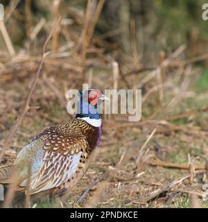 Fagiano comune (Phasianus colchicus - maschio) nel Lake District, Cumbria, Regno Unito. Aprile Foto Stock