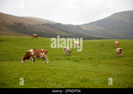 Pecore in campo, isola di skye, scozia, regno unito Foto Stock