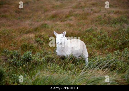 Pecore che guardano fuori nell'isola di campo di skye Highlands scozia regno unito Foto Stock