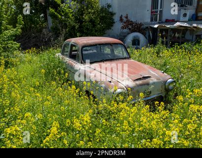 Austin Westminster A95 abbandonato in un giardino, Polemi villaggio, Cipro. Foto Stock