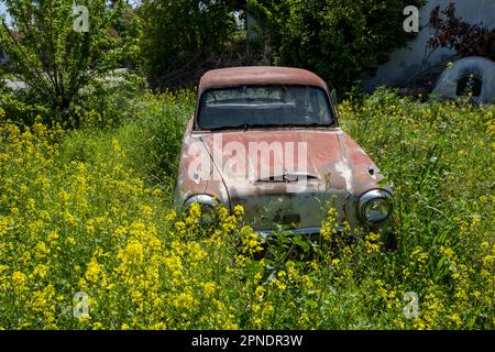 Austin Westminster A95 abbandonato in un giardino, Polemi villaggio, Cipro. Foto Stock