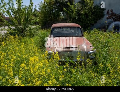 Austin Westminster A95 abbandonato in un giardino, Polemi villaggio, Cipro. Foto Stock