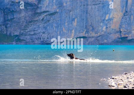 Black labrador Retriever nuoto nel lago Oeschinen (Oeschinensee) vicino a Kandersteg in Oberland Bernese, Svizzera Foto Stock