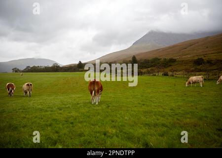 Bestiame nelle Highlands in una giornata di sole esplorando l'isola di skye, scozia, regno unito Foto Stock