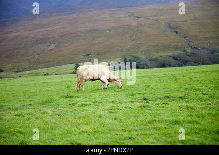 pascolo nei campi dell'isola di skye, highlands scozzesi, regno unito Foto Stock