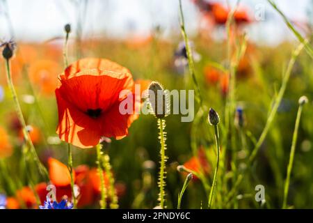 Papaver rhoeas, con altri nomi papavero comune, papavero di mais, rosa di mais, papavero di campo, e papavero rosso. Foto Stock