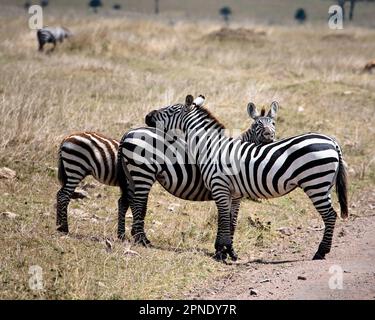 Grevys Zebra (Equus grevyi). Ngorongoro, Tanzania, luglio 2007 Foto Stock