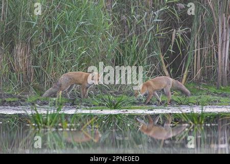Due volpi rosse (vulpes Vulpes) caccia / foraggio lungo il letto di canne / riedbed sulla riva del lago in una mattina misty in autunno / autunno Foto Stock