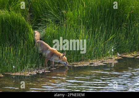 Volpe rossa solitaria (Vulpes vulpes) che emerge da piante acquatiche per bere acqua dal lago in estate Foto Stock