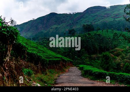 Vivete la pace dell'abbraccio della natura circondati dal verde lussureggiante di grandi spazi erbosi ornati da alberi torreggianti. Foto Stock
