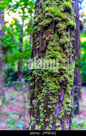 Pino con muschio cresciuto su di esso con pineta sullo sfondo Foto Stock