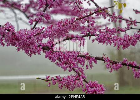 Albero di redbud orientale, rami primo piano, fiori rosa 2 toni, fioritura primaverile, Cersis canadensis, Attraente ornamentale, AKA Judas albero, nebbiosa backgrou Foto Stock