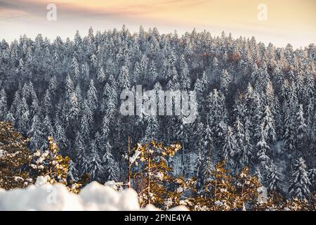 Alberi di abete coperti di neve. Vista sulla foresta montana coperta di neve sulle colline durante l'inverno al tramonto Foto Stock