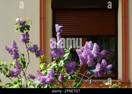 Lilac blooming bush with purple flowers in the sunlight in the garden in front of house window in spring Foto Stock