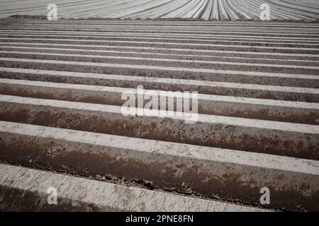 Fila di tumulo di suolo, preparando suolo per campo agricolo per crescere pianta. Foto Stock
