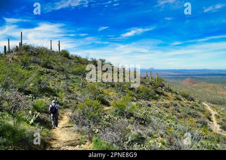 Escursioni sulle colline del deserto del Sonoran sul lato ovest del Saguaro National Park, Arizona, USA. Deserto verde con fiori dopo le piogge invernali. Foto Stock