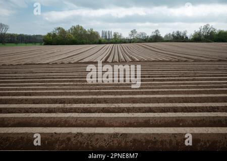 Fila di tumulo di suolo, preparando suolo per campo agricolo per crescere pianta. Foto Stock
