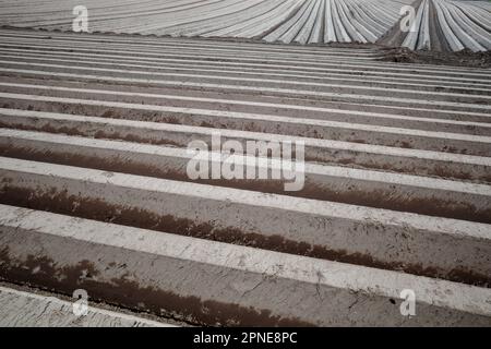 Fila di tumulo di suolo, preparando suolo per campo agricolo per crescere pianta. Foto Stock