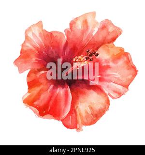 Grande fiore esotico di Hibiscus rosso brillante, o rosa cinese. Illustrazione a acquerello disegnata a mano, isolata su sfondo bianco Foto Stock
