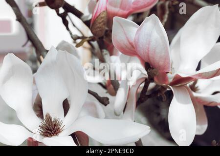 Albero di magnolia fiorente. Primo piano magnolia fiore. Messa a fuoco selettiva. Primavera natura sfondo vintage Foto Stock