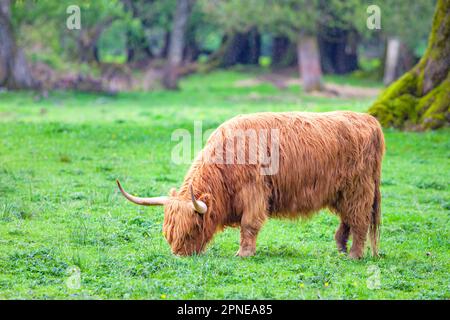 Bestiame scozzese delle Highland in una fattoria. Foto Stock
