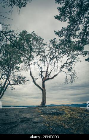 Bellissimo albero di arbutus in colori blu surreale. Russell Island, British Columbia Foto Stock