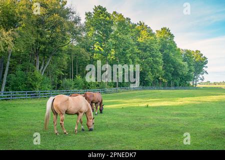 Cavalli pascolano su un ranch. Foto Stock