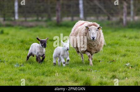 Pecora con due agnelli in esecuzione sul campo. Giovane pecora con madre in primavera, isolata contro l'erba verde. Irlanda Foto Stock