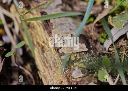 Un sacco di formiche nere che camminano su un vecchio tronco di albero nella foresta Foto Stock