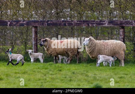 Cute bambino Primavera agnelli con pecore femmina o pecore in campo. Giovani animali da fattoria giocosi, una madre che succhia. Contea di Kildare, Irlanda Foto Stock