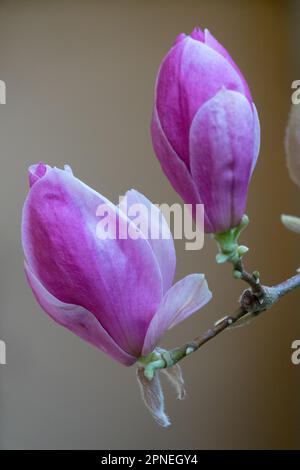 Piattino Magnolia 'Lennei' boccioli piattino Magnolia x soulangeana 'Lennei' Foto Stock