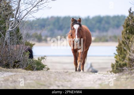 Cavallo nativo estone (estone Klepper) a piedi nel prato costiero. Primavera sull'isola. Foto Stock