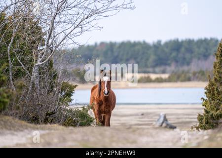 Cavallo nativo estone (estone Klepper) a piedi nel prato costiero. Primavera sull'isola. Foto Stock