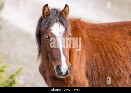 Cavallo nativo estone (estone Klepper) a piedi nel prato costiero. Primavera sull'isola. Foto Stock