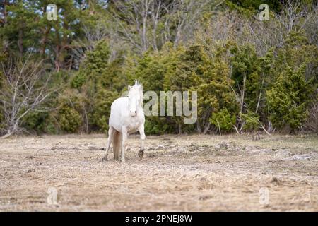 Cavallo nativo estone bianco (estone Klepper) a piedi nel prato costiero. Primavera sull'isola. Foto Stock