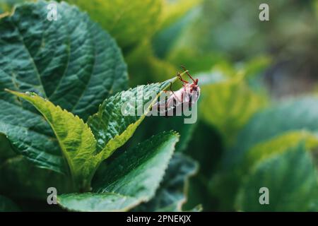 Melolontha. Maybug siede su una pianta. Foto Stock